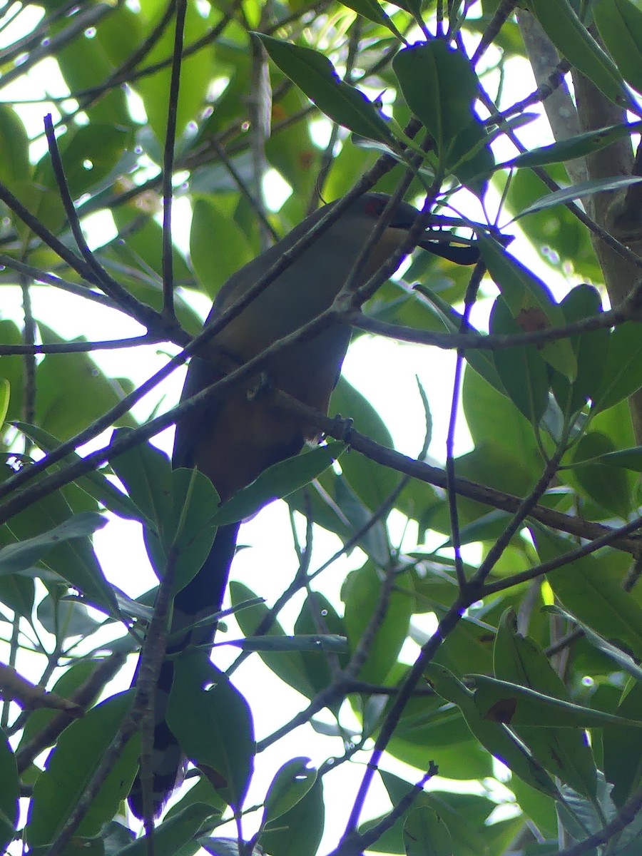 Mangrove Cuckoo - ML615892044
