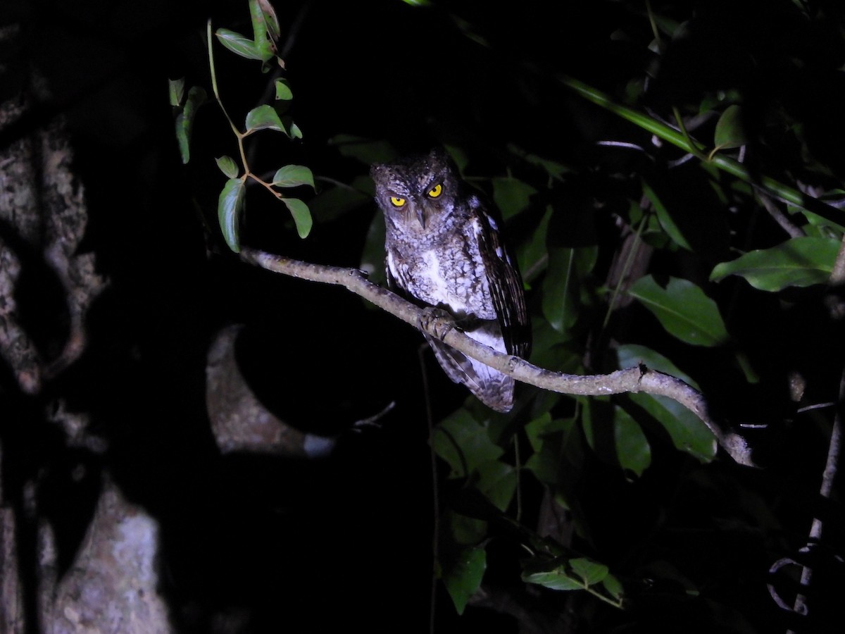 Oriental Scops-Owl (Walden's) - ML615892060