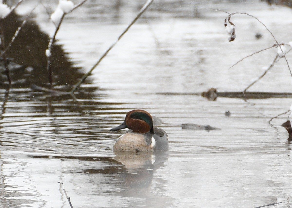 Green-winged Teal - Don Keffer