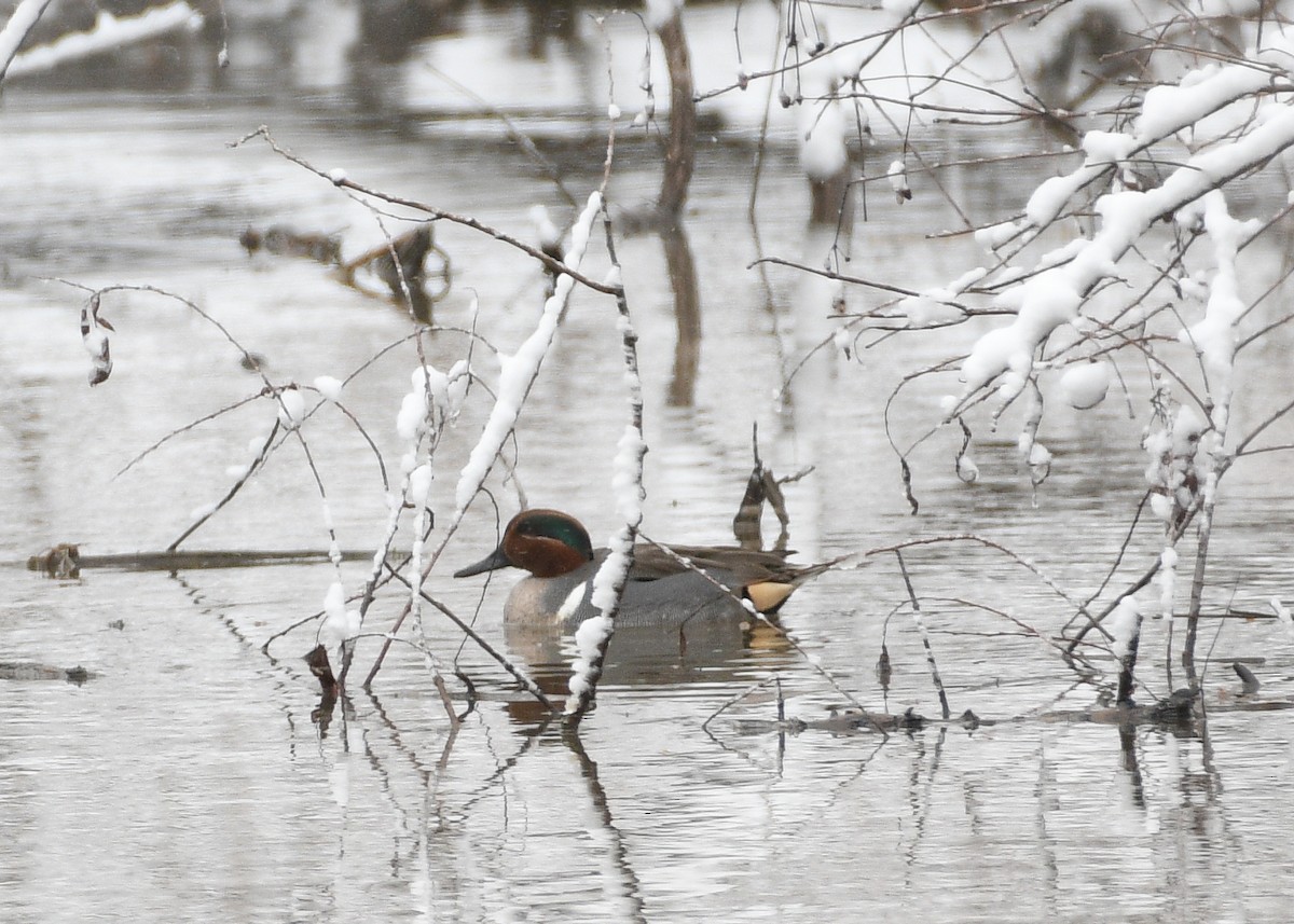 Green-winged Teal - ML615892062