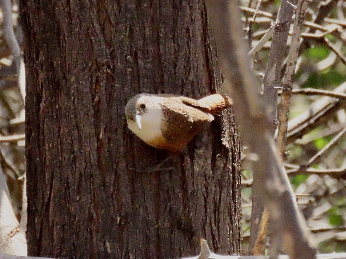 Canyon Wren - ML615892063