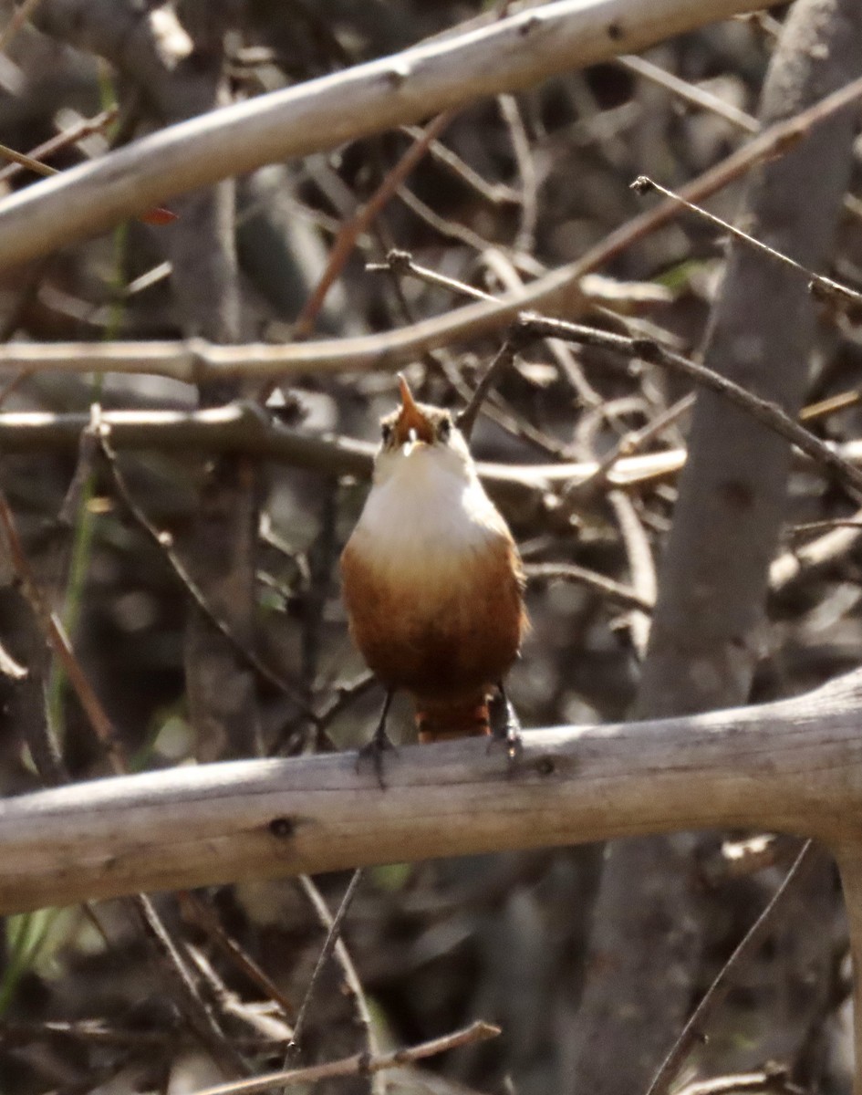 Canyon Wren - ML615892064