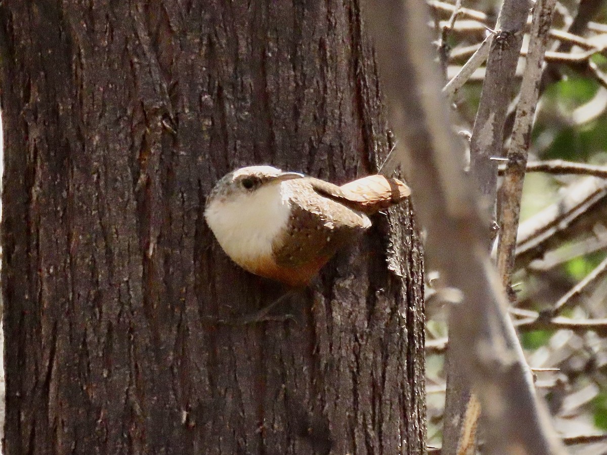 Canyon Wren - ML615892065