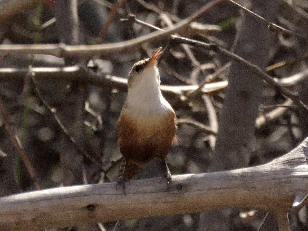 Canyon Wren - ML615892066