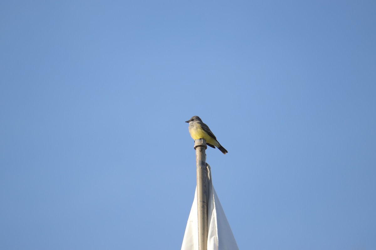 yellow-bellied kingbird sp. - ML615892071