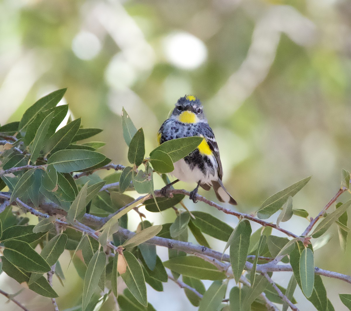 Yellow-rumped Warbler (Audubon's) - ML615892137
