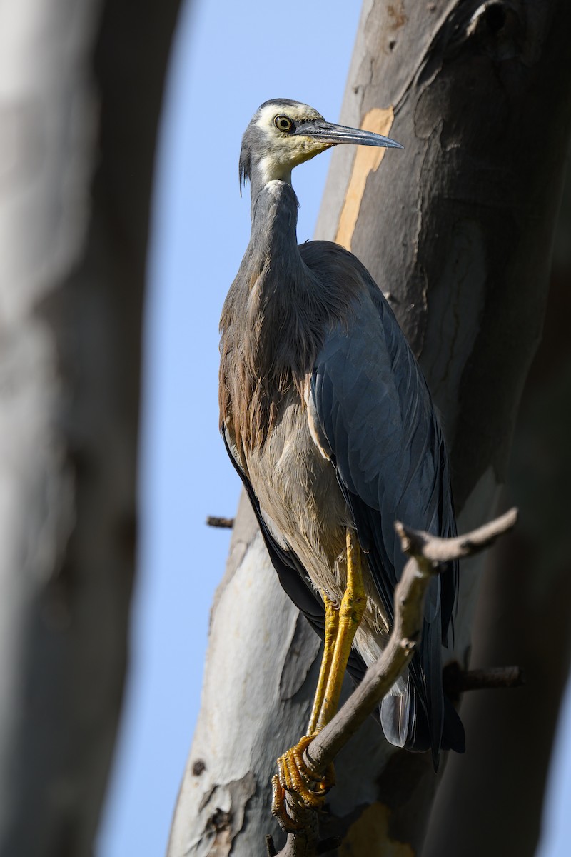 White-faced Heron - ML615892144