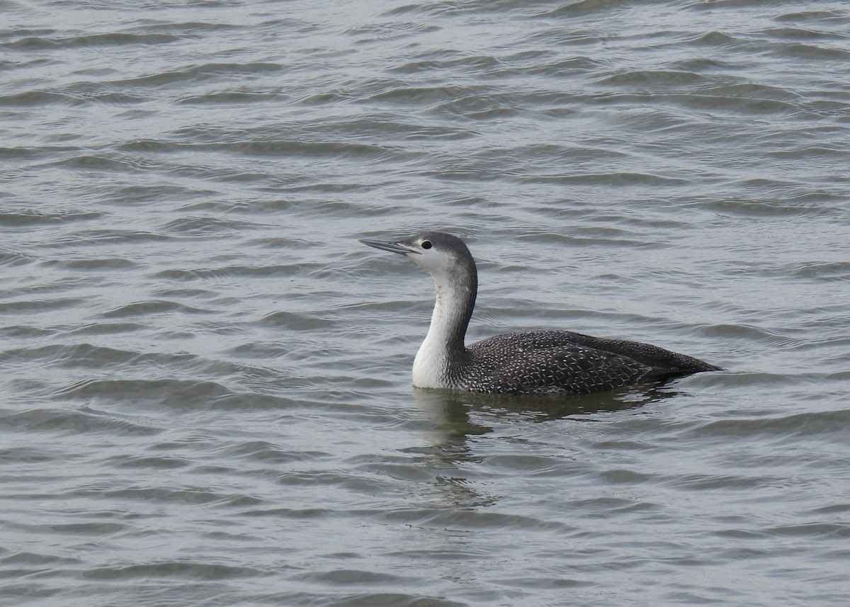 Red-throated Loon - ML615892190