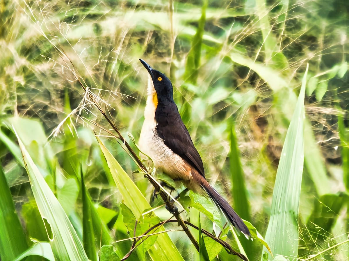 Black-capped Donacobius - David & Dawn Harris