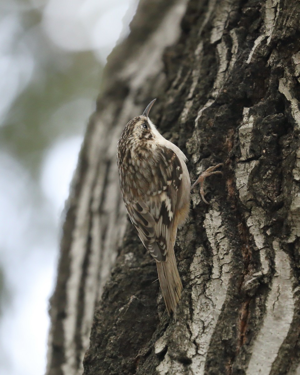 Brown Creeper - ML615892210