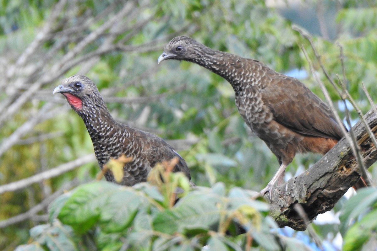 Speckled Chachalaca - ML615892240