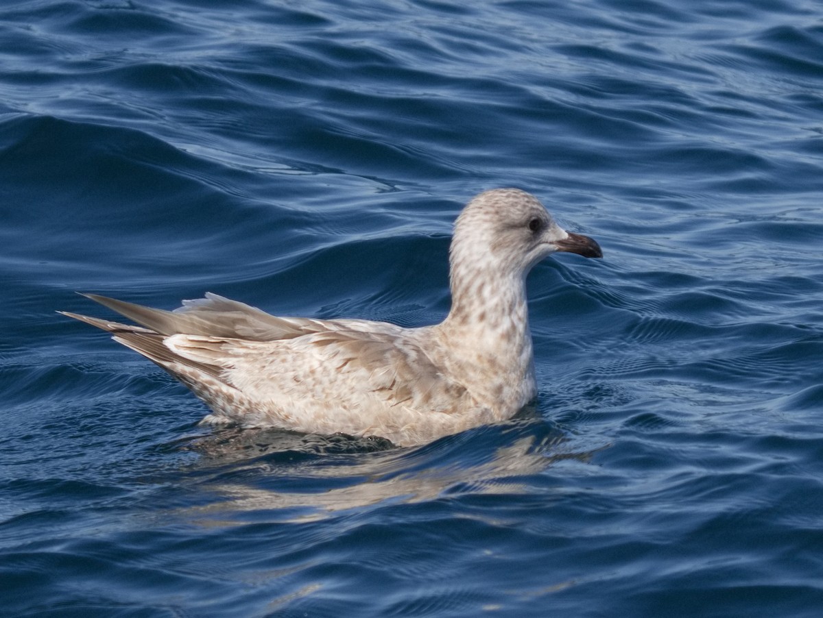 Iceland Gull (Thayer's) - ML615892303