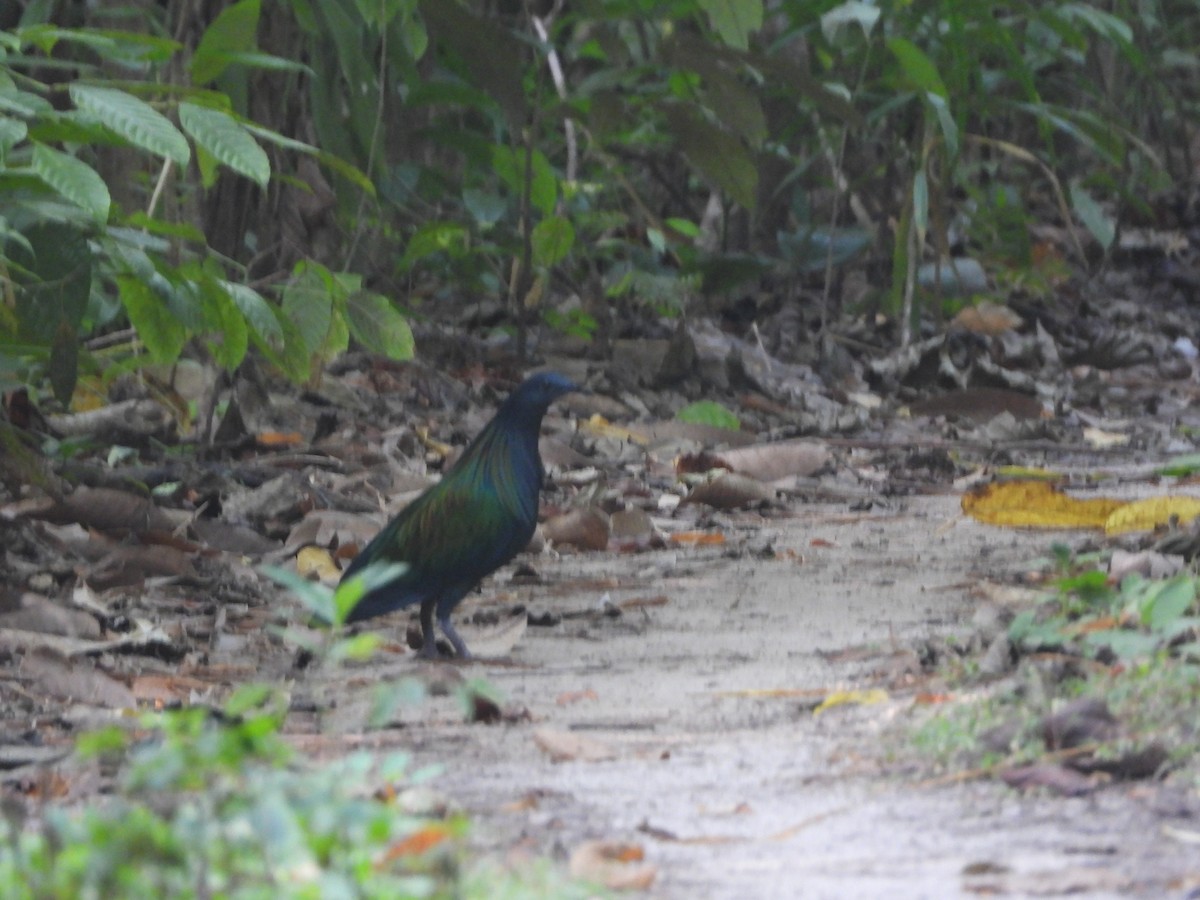 Nicobar Pigeon - ML615892356