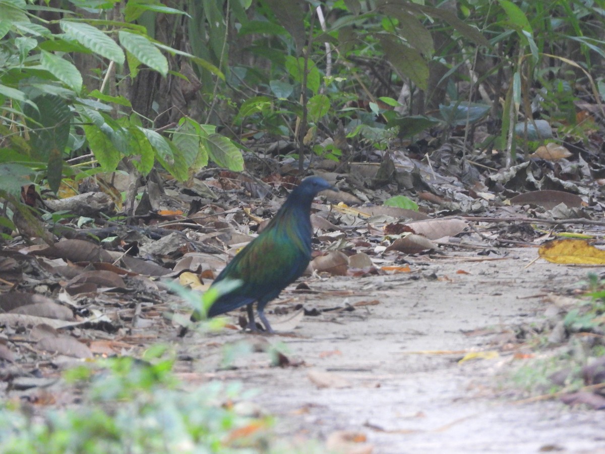 Nicobar Pigeon - ML615892357