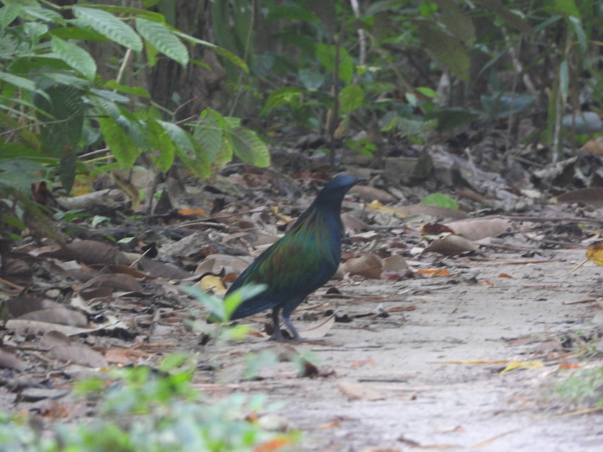 Nicobar Pigeon - ML615892358