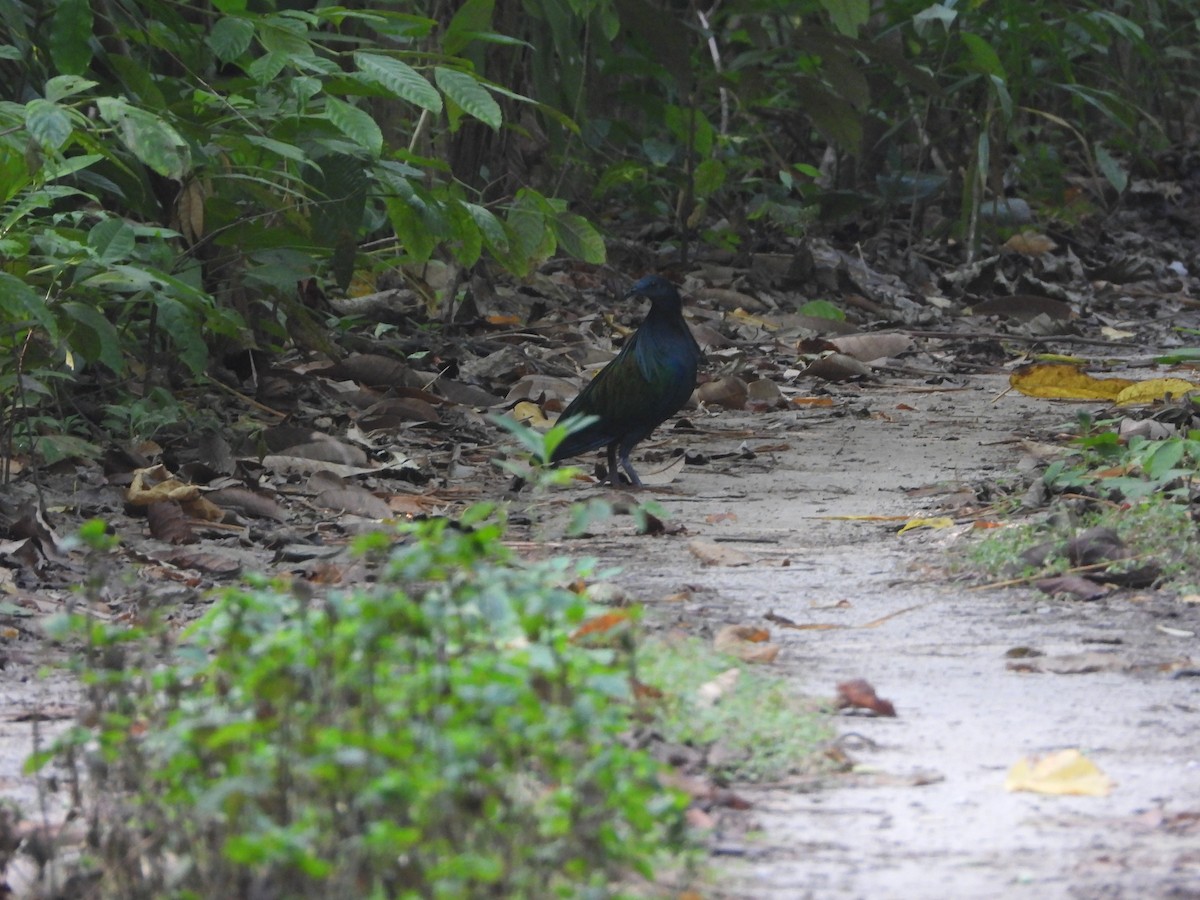 Nicobar Pigeon - ML615892359