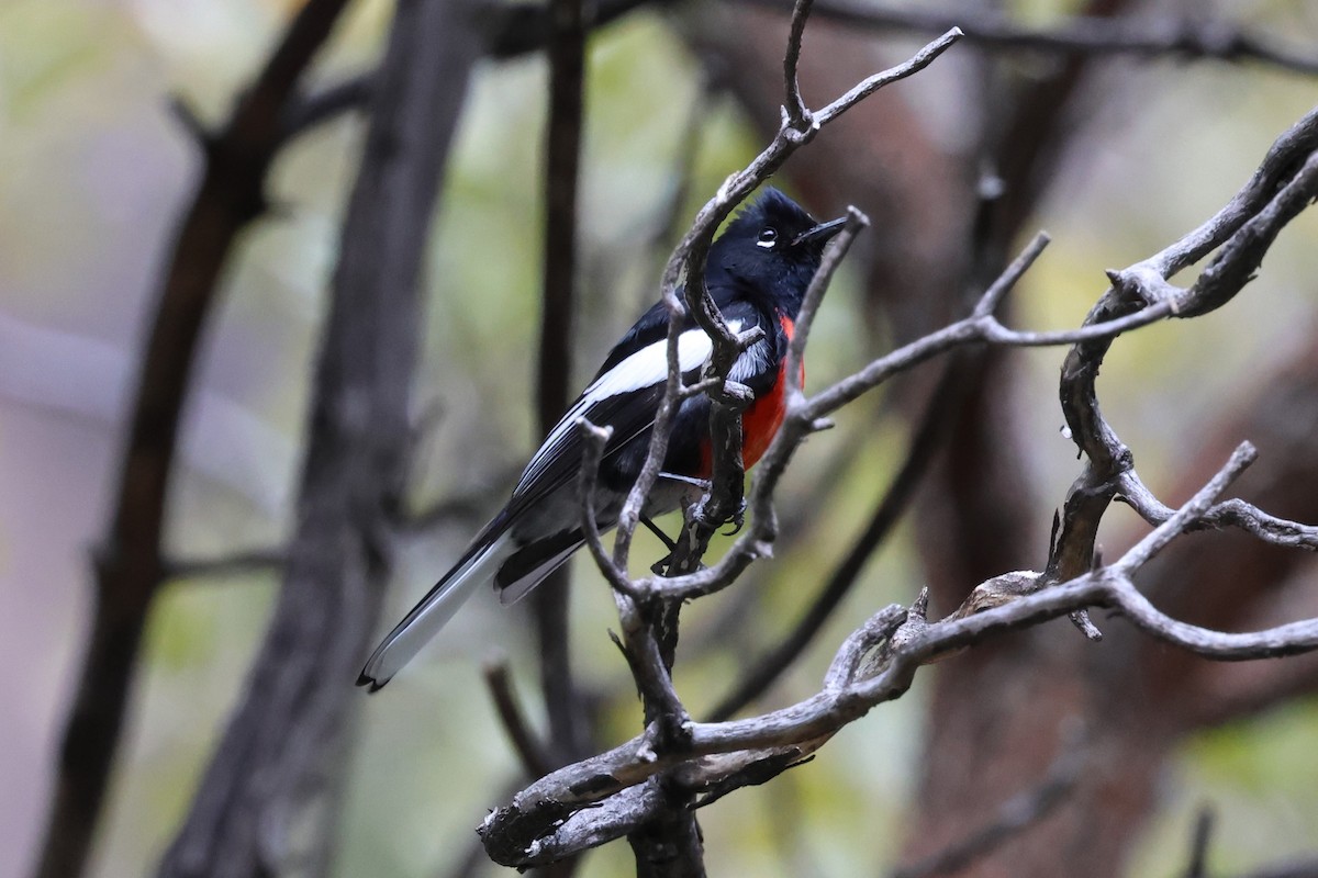 Painted Redstart - ML615892369