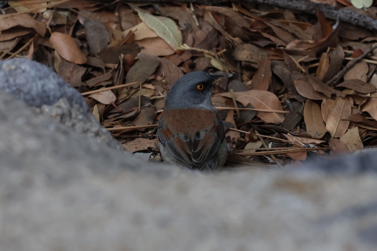 Yellow-eyed Junco - ML615892377