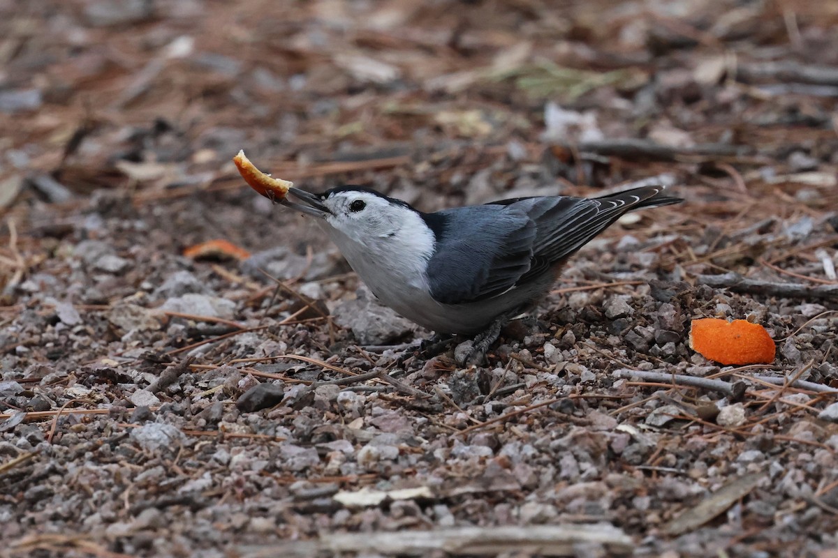 White-breasted Nuthatch - ML615892388