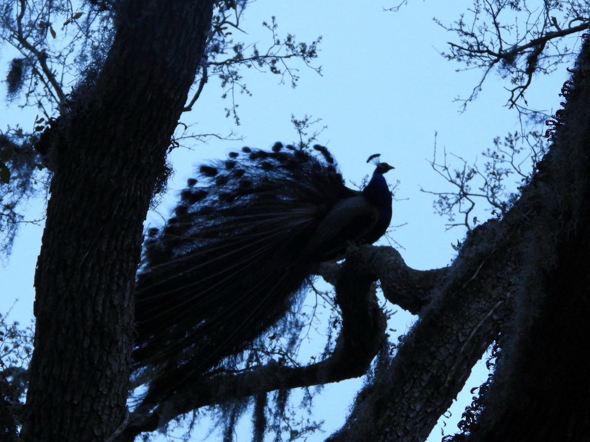 Indian Peafowl - ML615892391