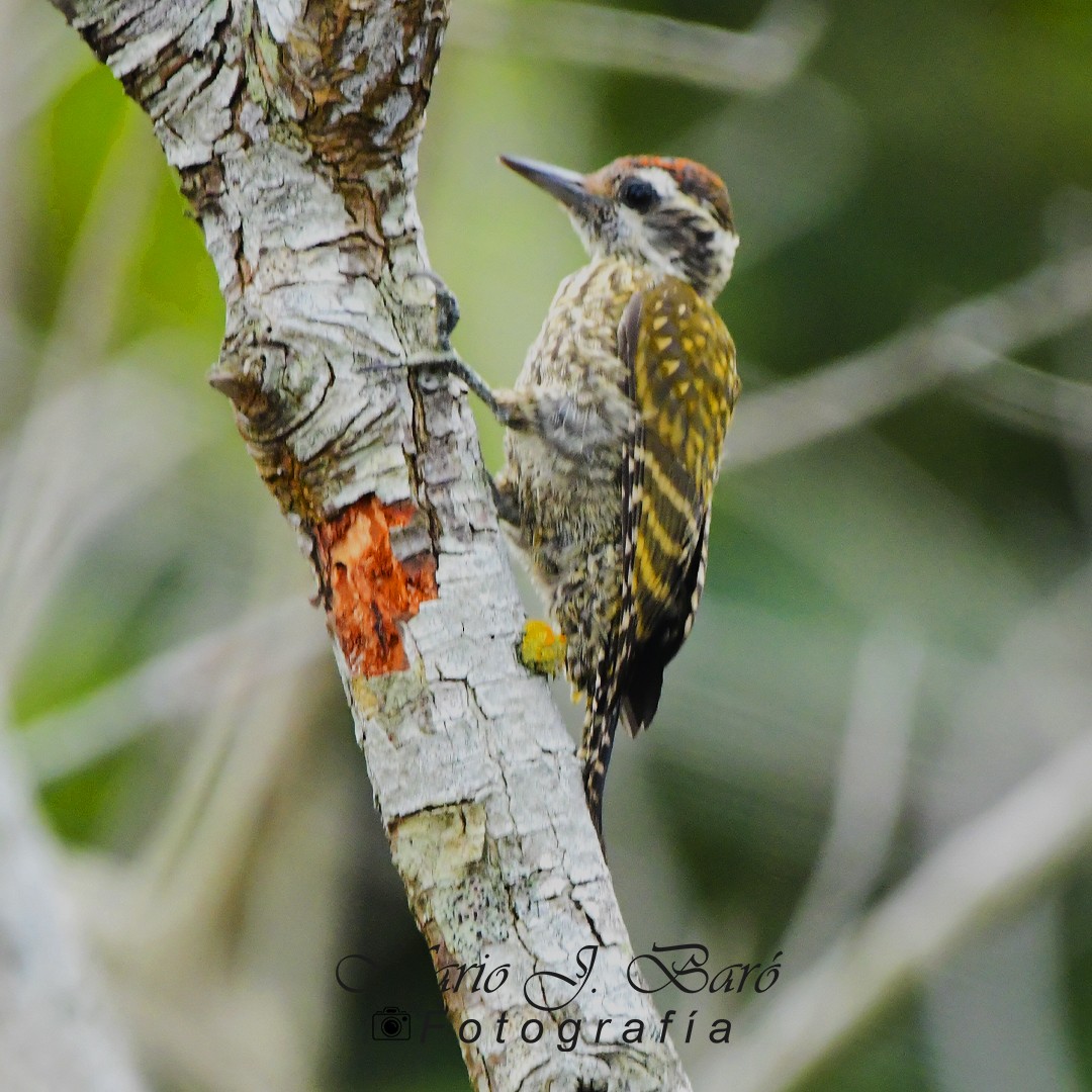 White-spotted Woodpecker - ML615892393