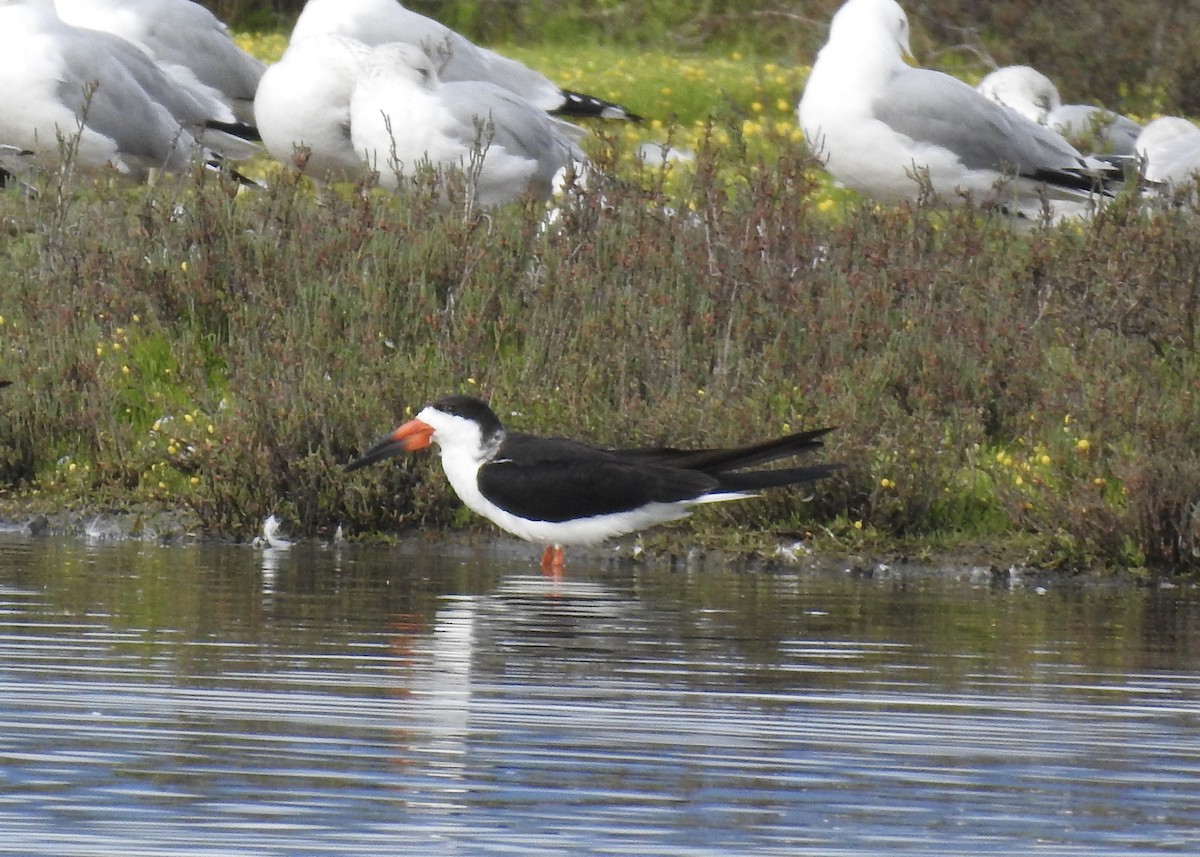 Black Skimmer - Erin Holle