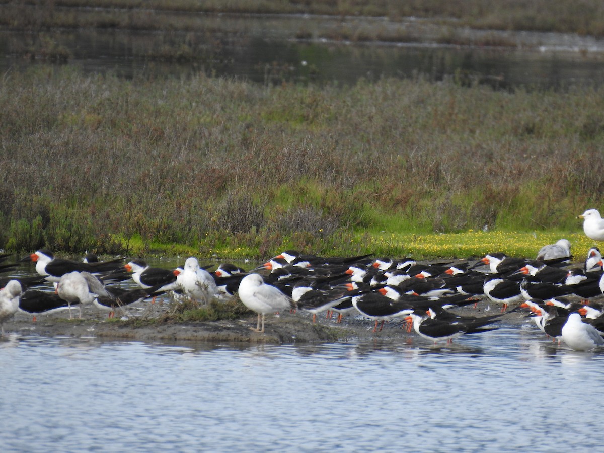 Black Skimmer - Erin Holle