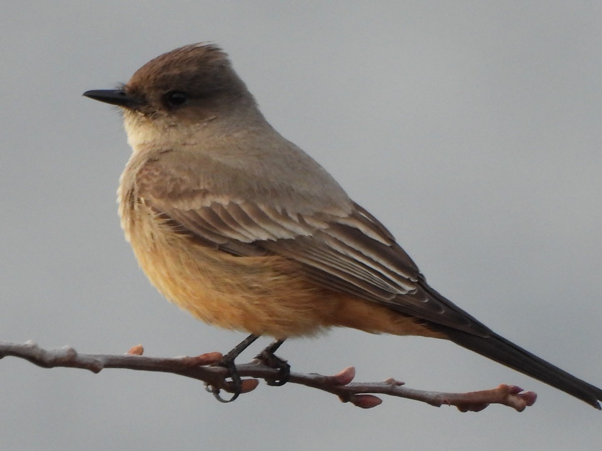 Say's Phoebe - ML615892643