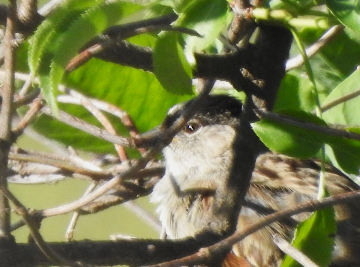 White-crowned x Golden-crowned Sparrow (hybrid) - ML615892646