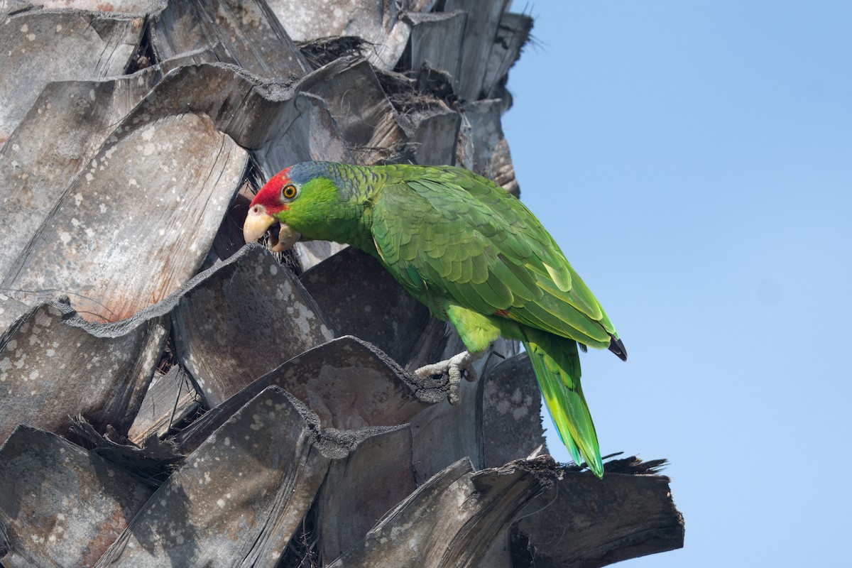 Red-crowned Parrot - Tom Crabtree