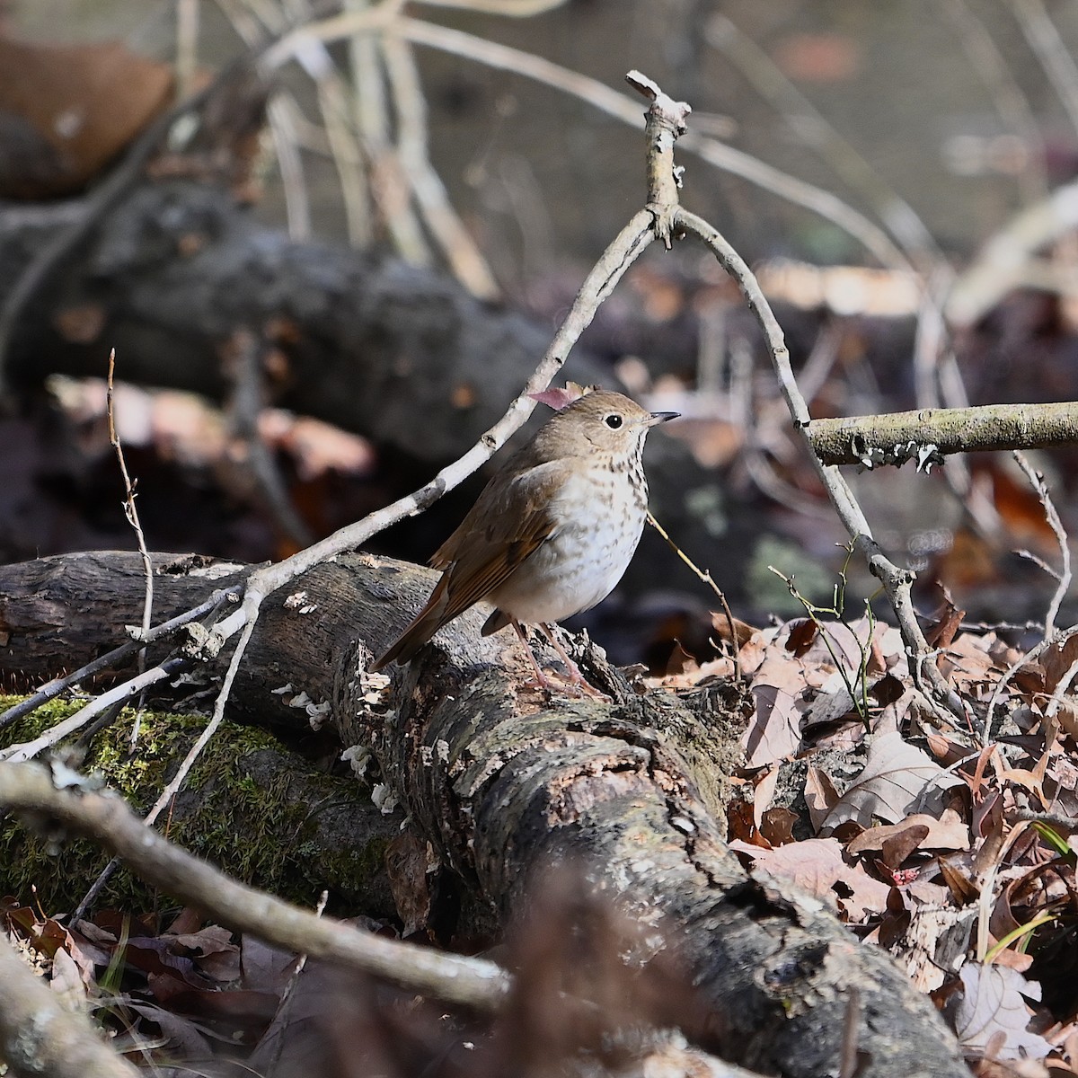 Hermit Thrush - ML615892684