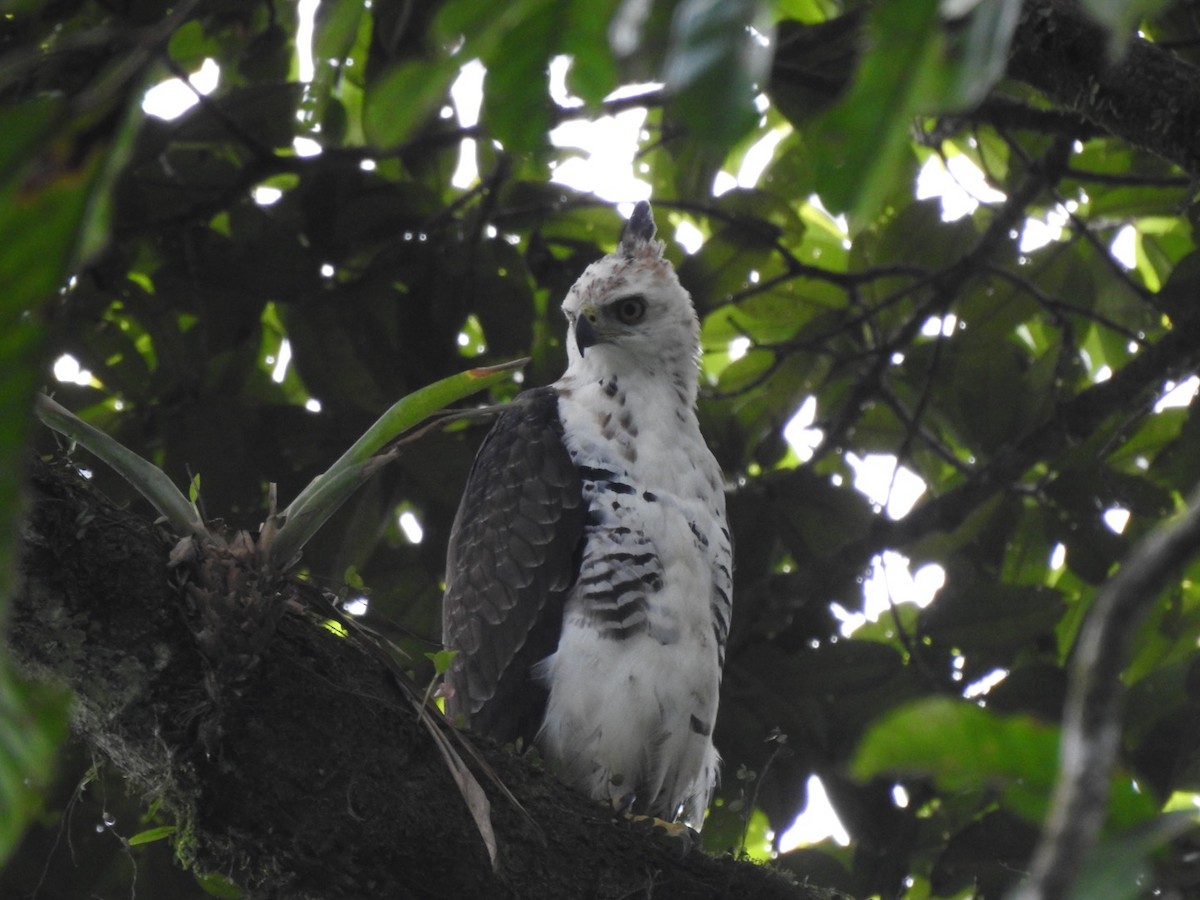 Ornate Hawk-Eagle - Roberto Downing