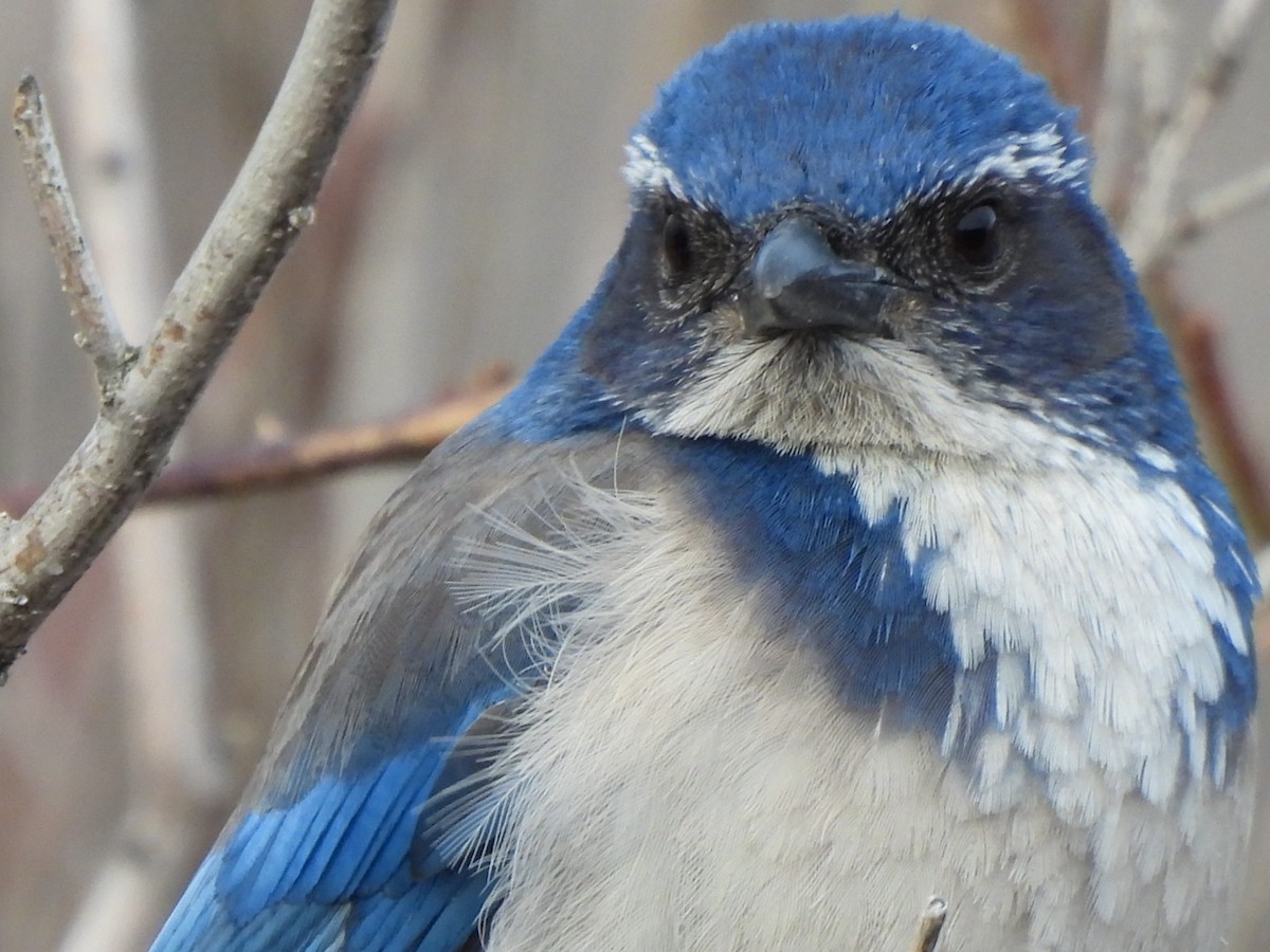 California Scrub-Jay - ML615892714