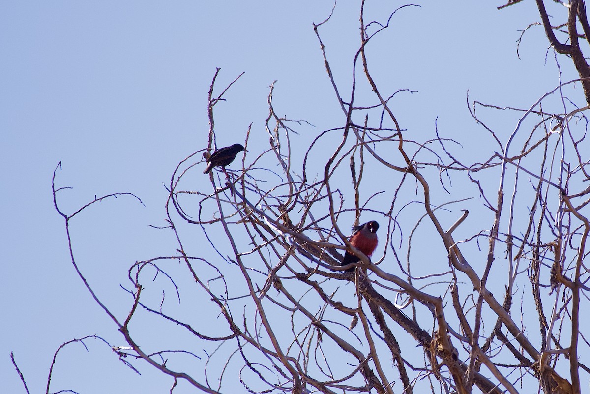 Lewis's Woodpecker - McKay Olson