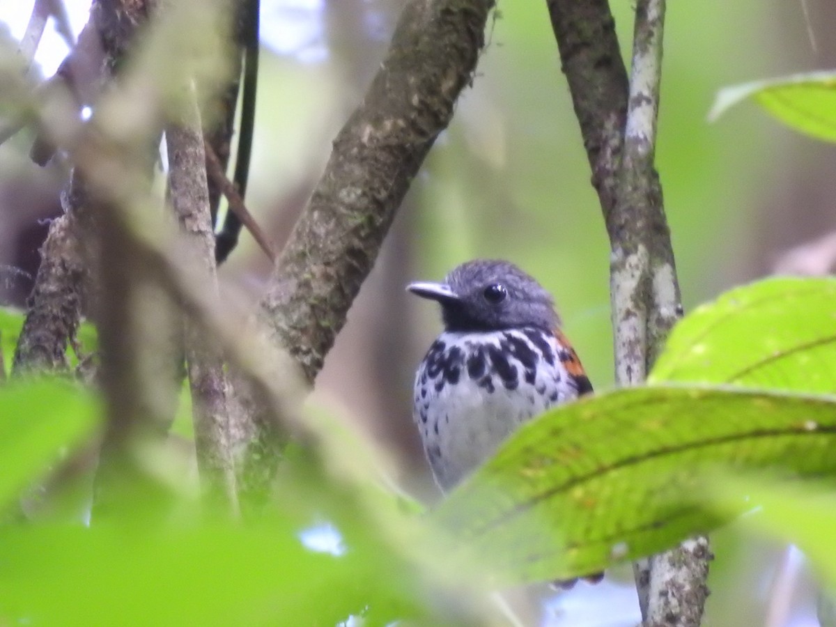 Spotted Antbird - ML615892735