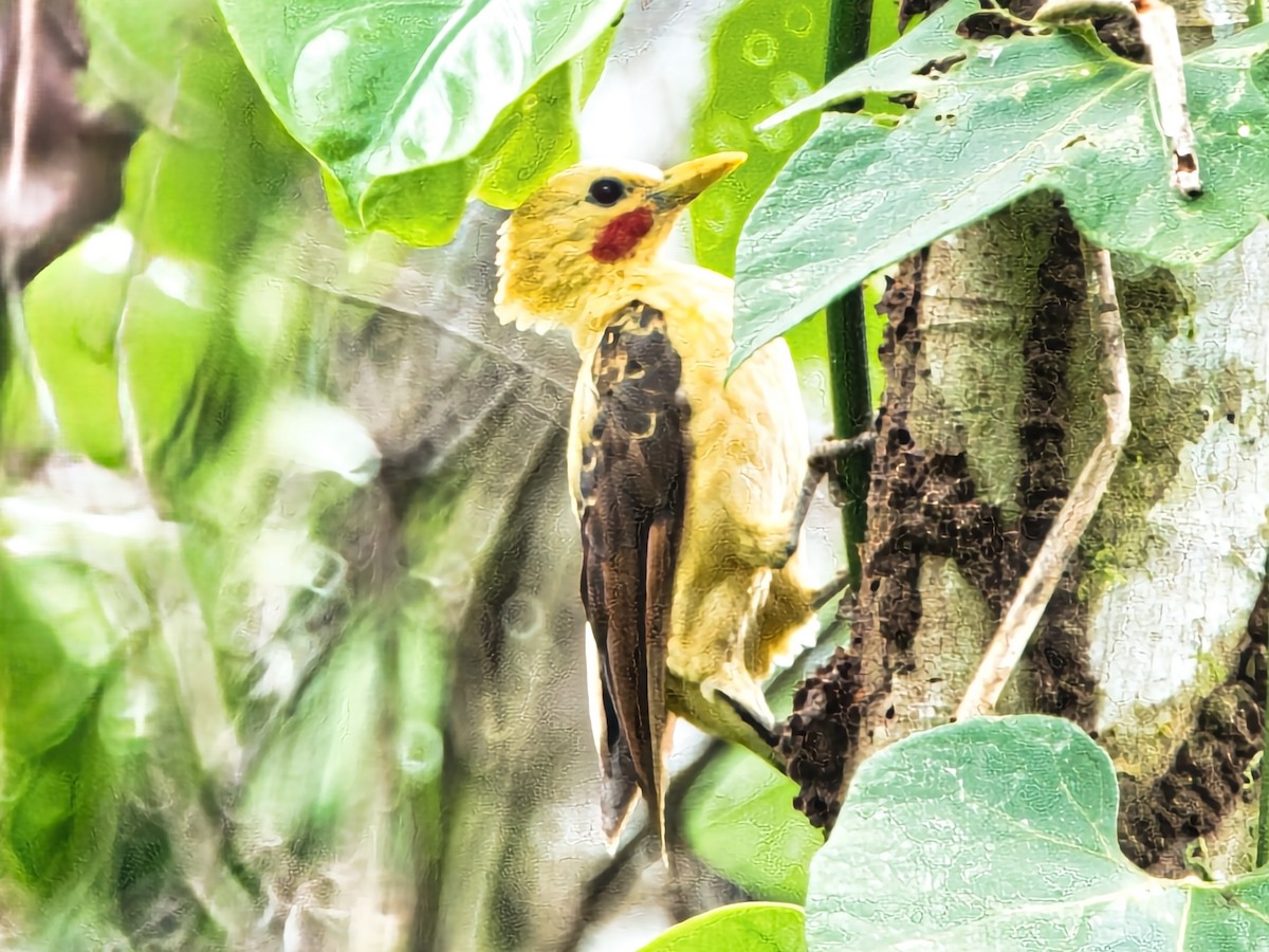 Cream-colored Woodpecker - David & Dawn Harris