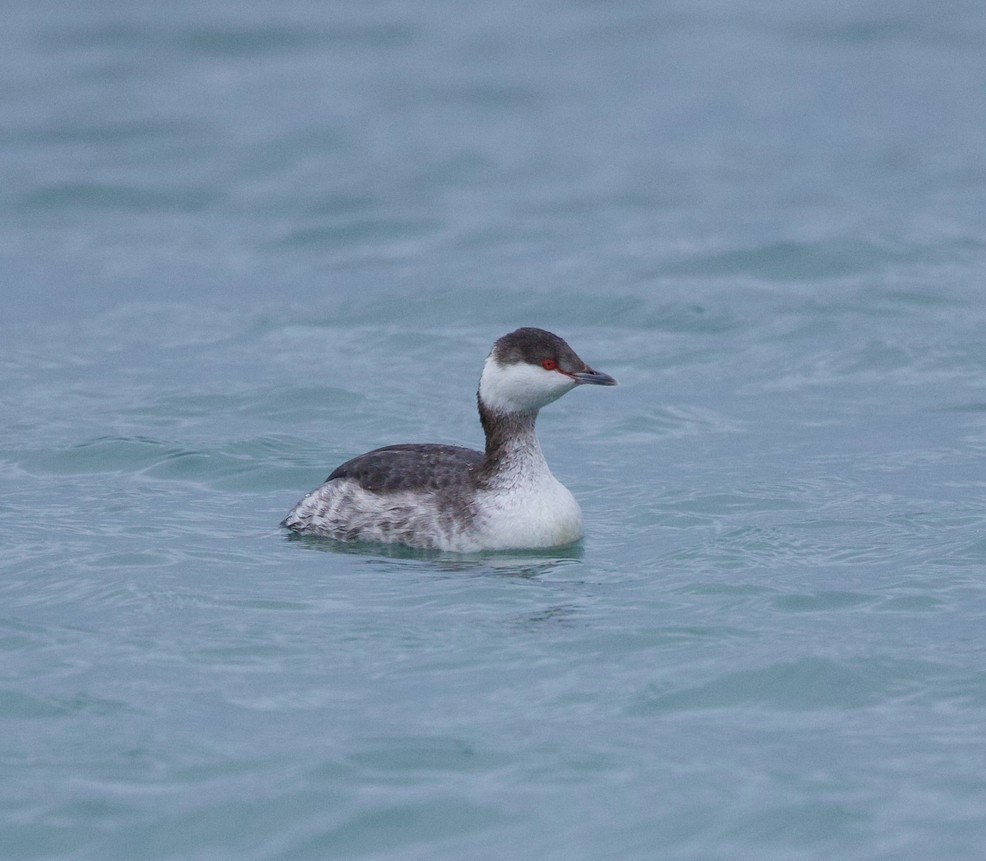 Horned Grebe - ML615892797