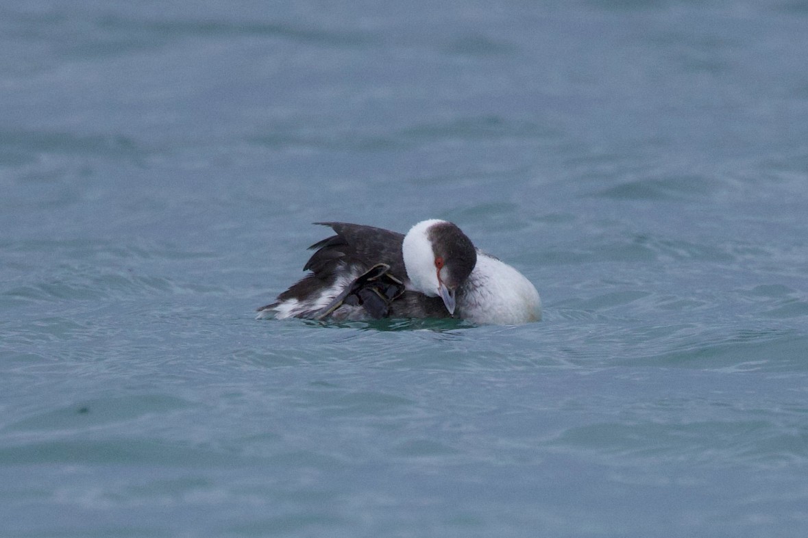 horndykker - ML615892798