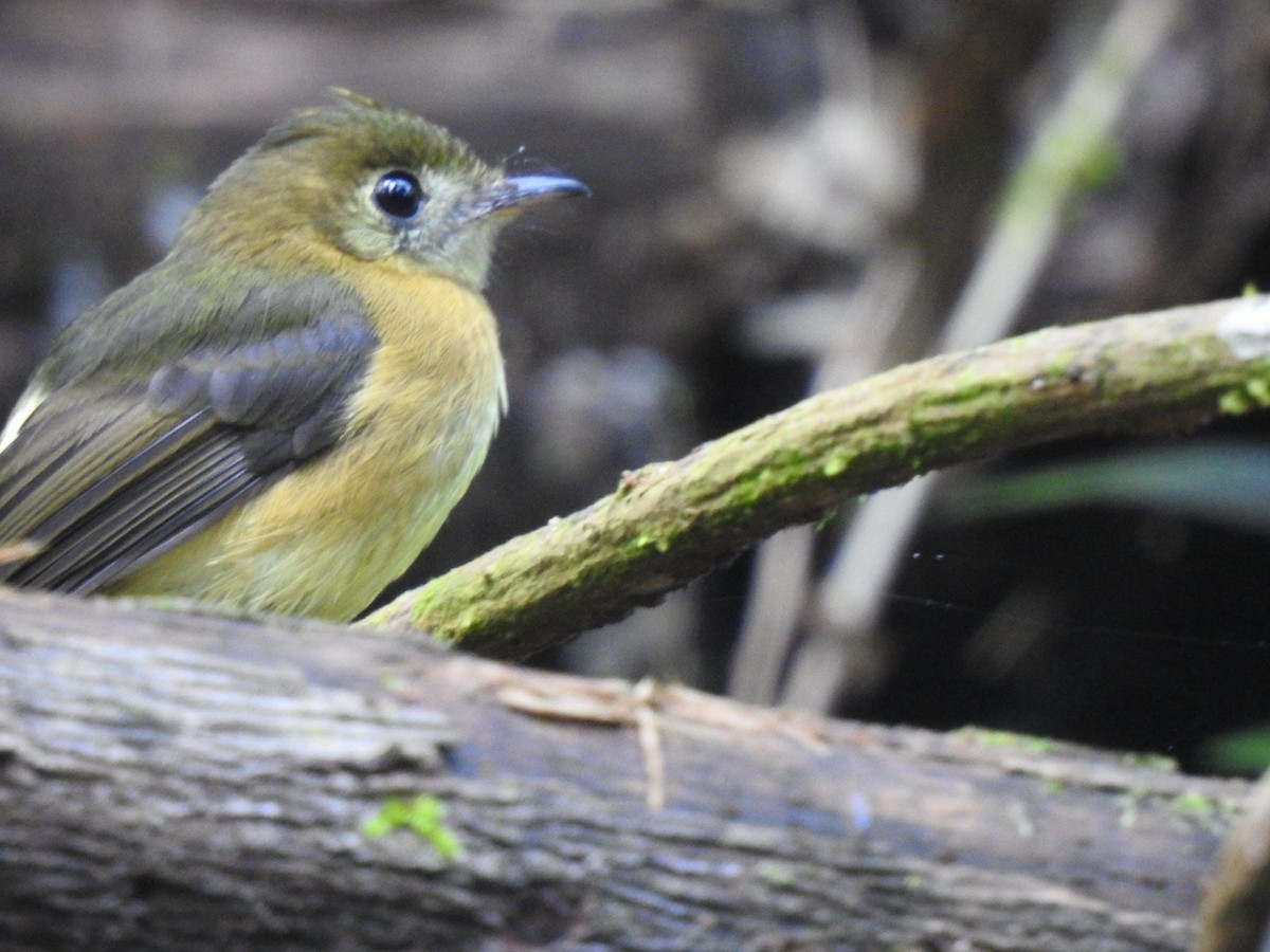 Sulphur-rumped Flycatcher - Roberto Downing