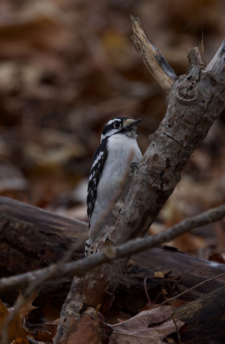 Downy Woodpecker - Elizabeth Moon