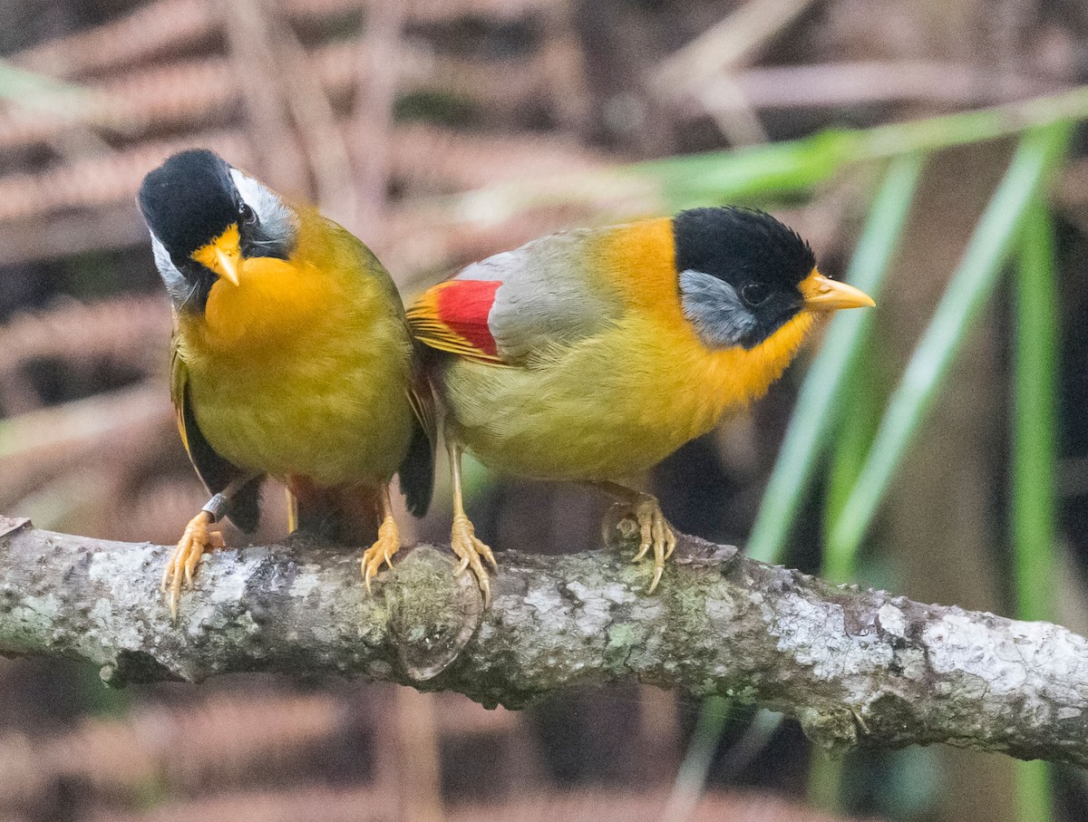 Silver-eared Mesia - ML615892900