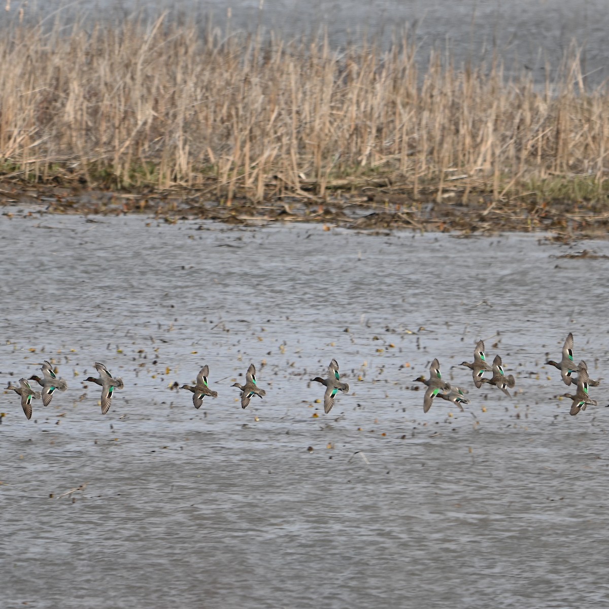 Green-winged Teal - ML615892930