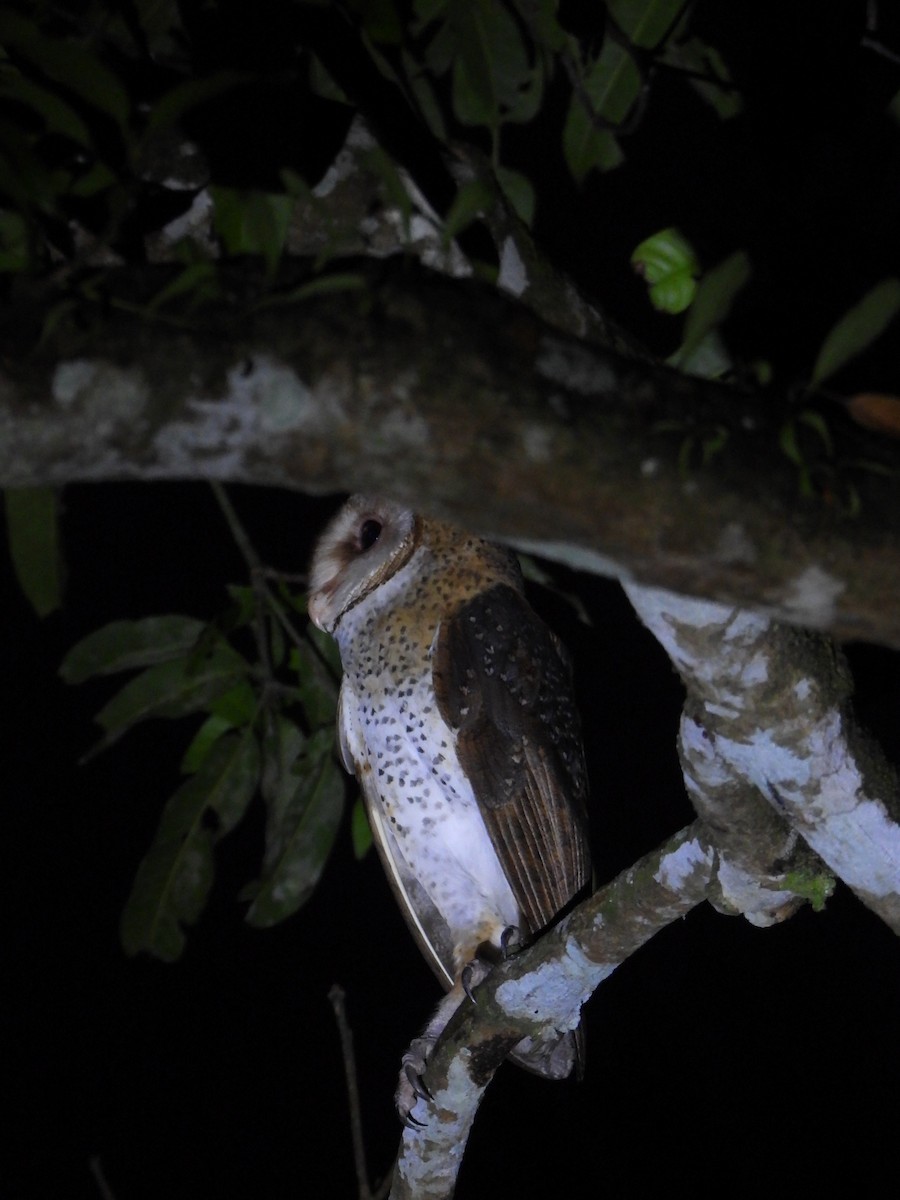 Andaman Peçeli Baykuşu - ML615892934