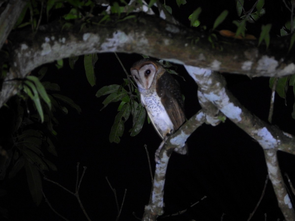 Andaman Masked-Owl - Sannidhya De