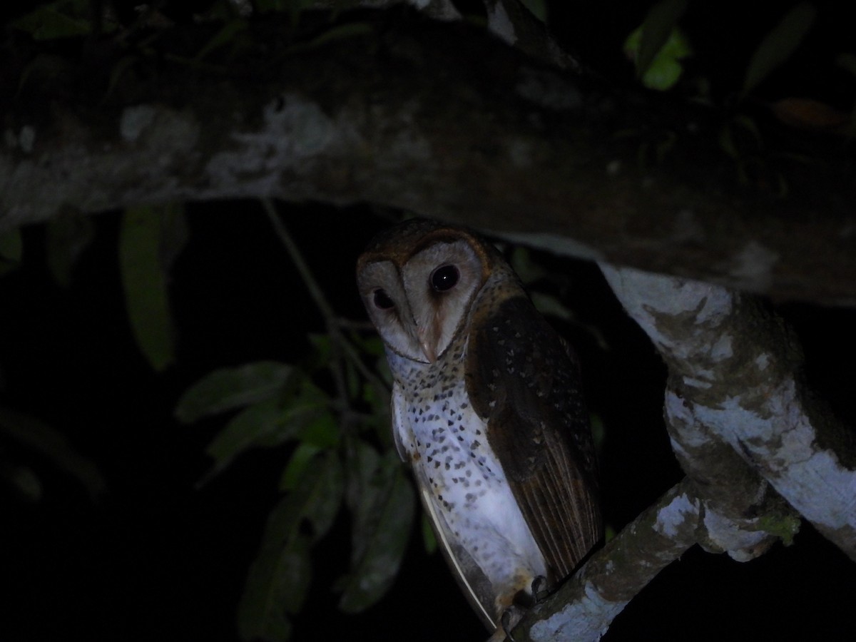 Andaman Peçeli Baykuşu - ML615892936