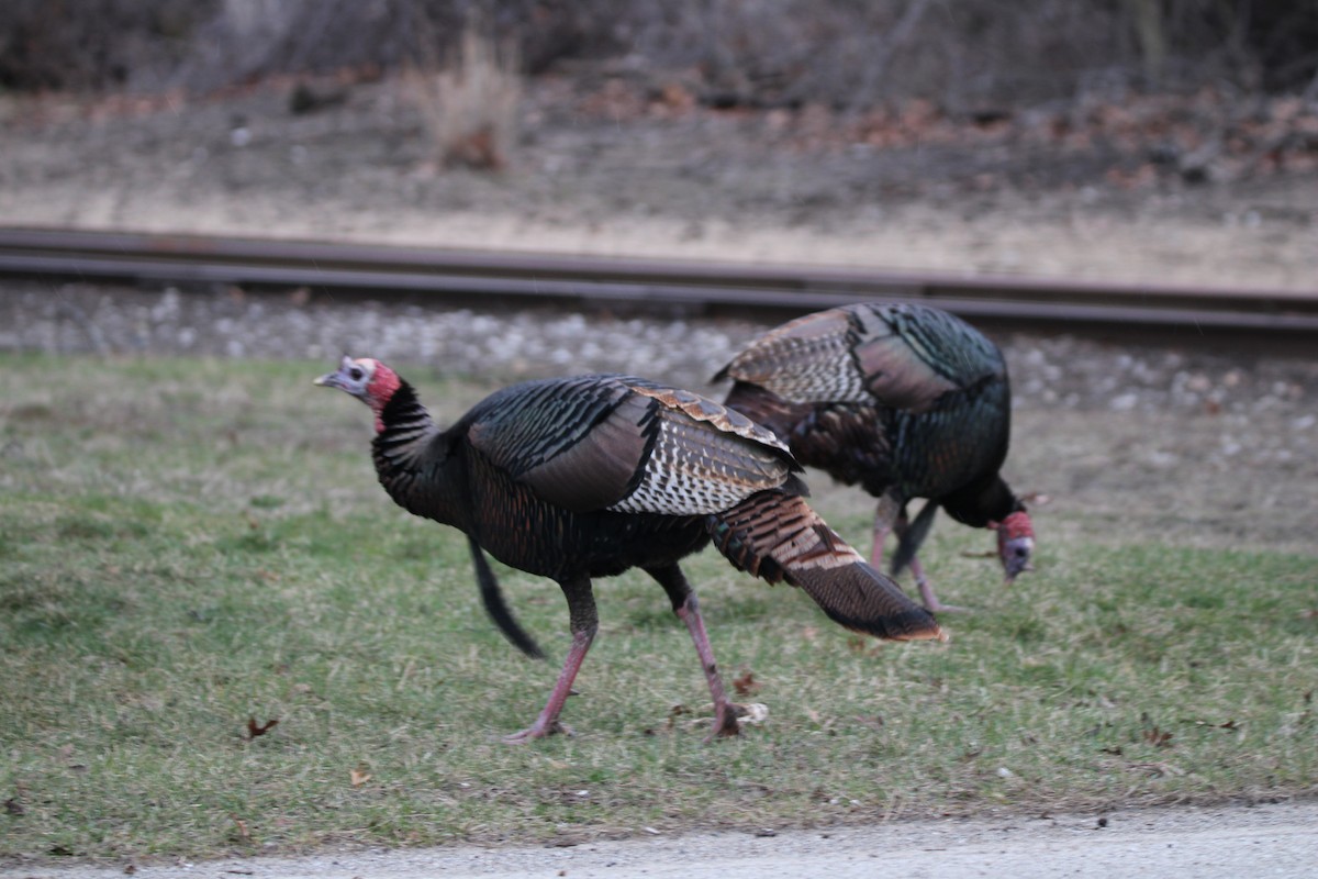 Wild Turkey - ML615892951