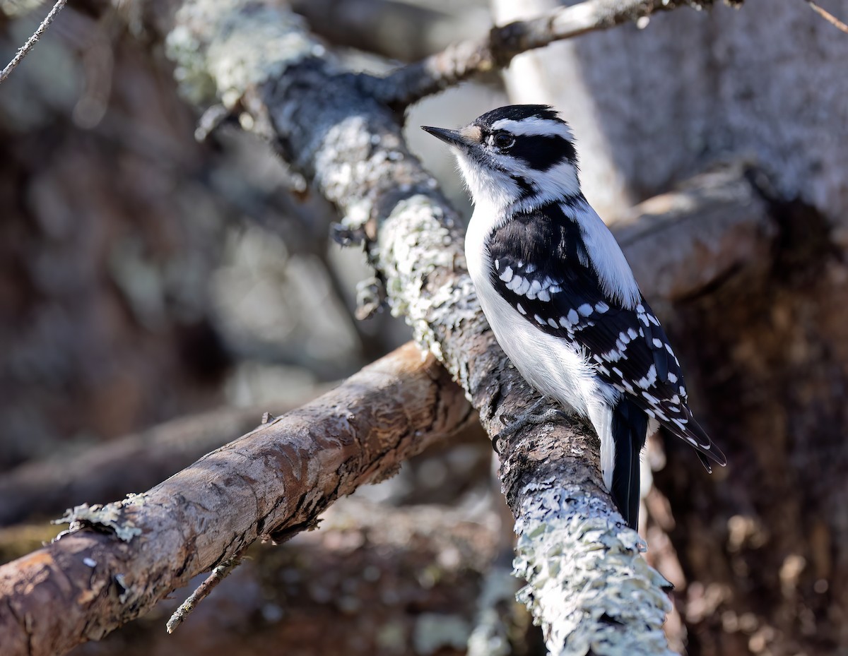 Downy Woodpecker - ML615892985