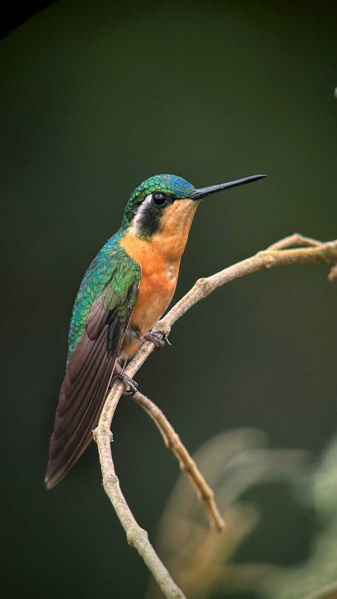 White-throated Mountain-gem - ML615893029