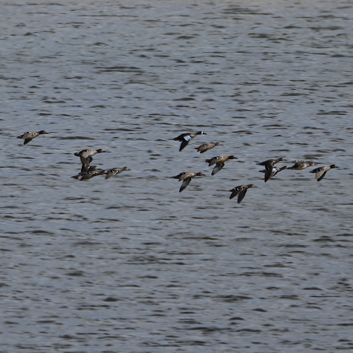 Blue-winged Teal - ML615893051