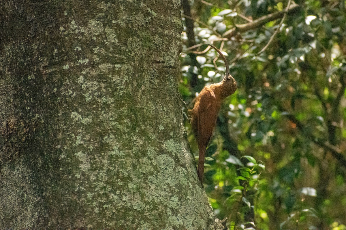 Red-billed Scythebill - Ezequiel Racker